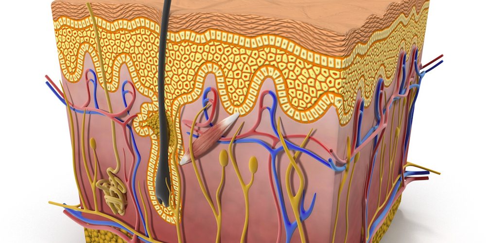 ΔΕΡΜΑ ΔΕΡΜΑ